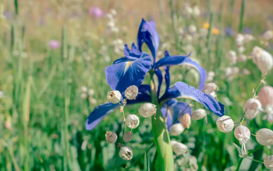 Sorteny flors