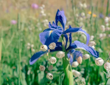 Sorteny flors