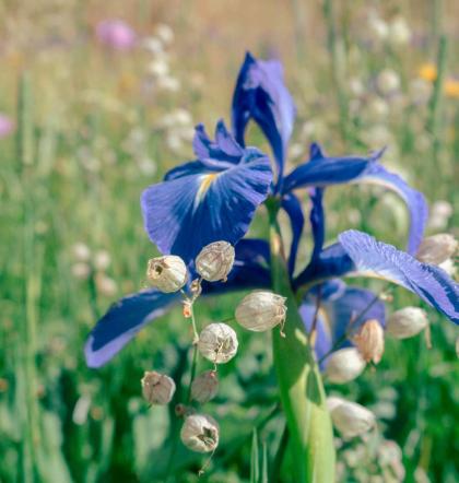 Sorteny flors